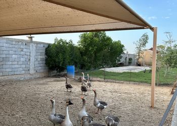 مزرعة بمسطحات خضراء وجلسة خارجية