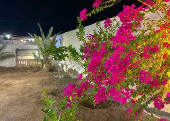 استراحة ببيت شعر ومجلس