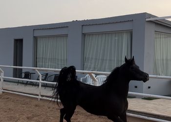 استراحة ببيت شعر واسطبل خيل