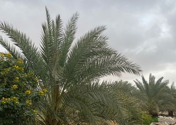مزرعة بمناظر خلابة وجلسات خارجية 