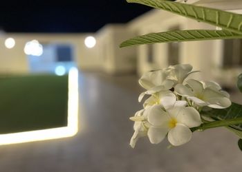 استراحة بمجلس انيق ومسطح اخضر