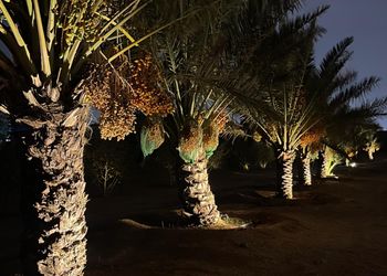 مزرعة بأجواء هادئة وطبيعة خلابة