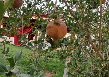 استراحة بجلسات خارجية ومسبح 