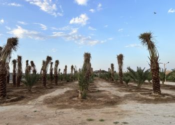 مزرعة بمسطحات خضراء وجلسة خارجية