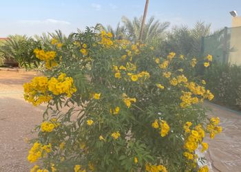 استراحة بالعاب ومسطحات خضراء 