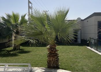 شالية بمجلس مطل على الفناء الخارجي 