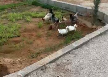 استراحة بمجلس وفناء خارجي 