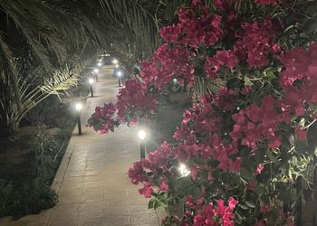 استراحة بمسطح اخضر ومسبح