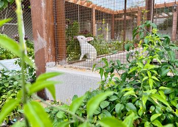 شاليه بمسطح اخضر ومسبح 