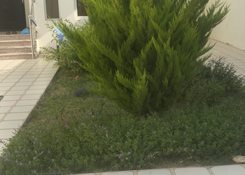 استراحة بمسطح اخضر ومجلس