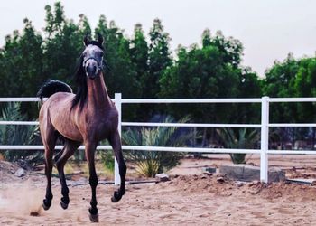 مزرعة بأجواء جميلة ريفية