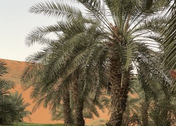 مزرعة بأجواء جميلة ومجالس واسعة