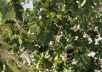 استراحة بمجالس وجلسة خارجية