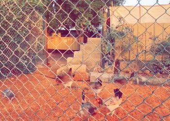 مزرعة ببيت شعر ومسطح اخضر