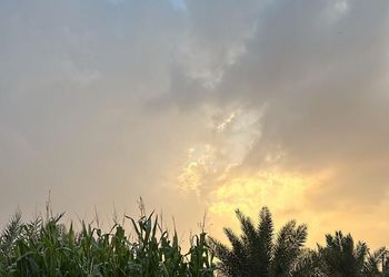 مزرعه كبيره وجميله بقسمين