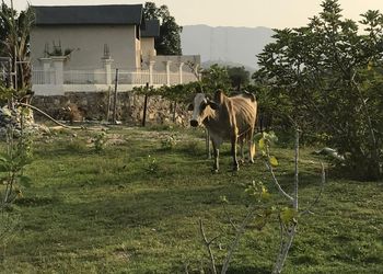 مزرعة بمسطح اخضر