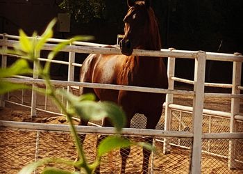 مزرعة بأجواء جميلة ريفية