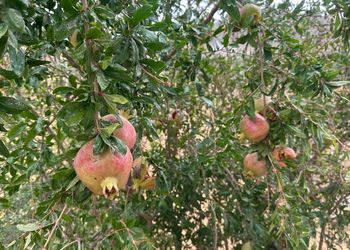 وحدة بمجلس وغرفة نوم وفناء خارجي