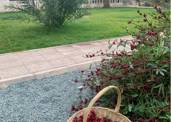 مزرعة بمسطحات خضراء وبيت شعر 