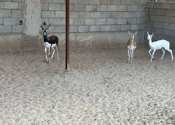 مزرعة بمسطحات خضراء وجلسة خارجية