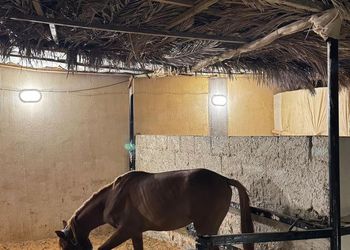 استراحة بمسطح اخضر وجلسة خارجية