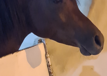 استراحة بإسطبل خيل و جلسات