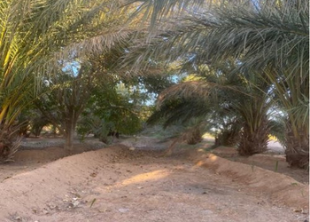 مزرعة بمسطحات خضراء وبيت شعر