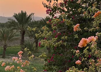 مزرعة بأطلالة جبلية وبيت شعر 