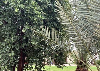 مزرعة بملاعب وإطلالة على النخيل 
