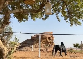 مزرعة باسطبل خيل وجلسه عريش 