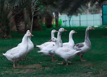 مزرعة بجلسة خارجية ومسطح اخضر