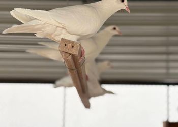 استراحة بجلسة خارجية ومسبح