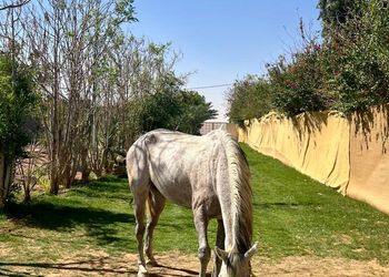 منتجع مع منطقه سفاري