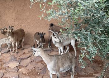 مزرعة بمسطحات خضراء وأجواء ممتعة