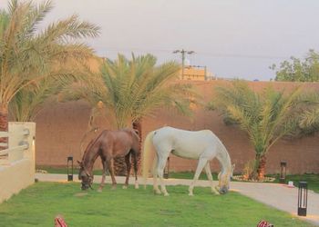 مزرعة بجلسة خارجية واسطبل خيل