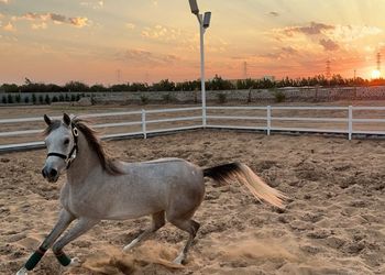مزرعة بطابع تراثي وجلسة خارجية 