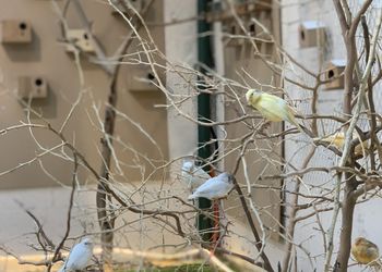 استراحة بمسطح اخضر وجلسة خارجية