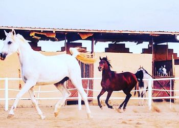 مزرعة بأجواء جميلة ريفية