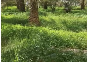 مزرعة بمسطحات خضراء وبيت شعر 