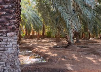 استراحة بصاله أنيقة وجلسة خارجية