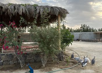 مزرعة بمسطحات خضراء وجلسة خارجية