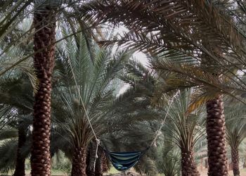 فيلا داخل  مزرعة مستقلة