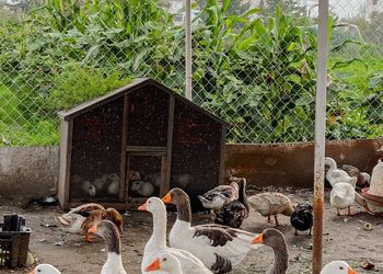 كوخ ريفي بإطلالة على الجبل 