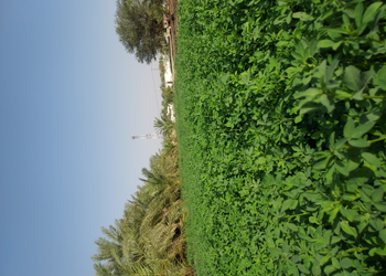 مزرعة بطراز شعبي وملحق خارجي