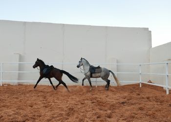 شاليه عائلي انيق بجلسة خارجية