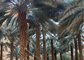 مزرعة محاطة بالجبال
