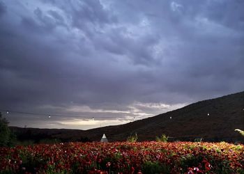مزرعة بمسطح اخضر وجلسة