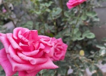 استراحة بمسطحات خضراء وبيت شعر