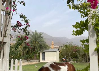 مزرعة بمسطح اخضر