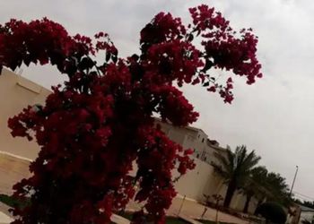 استراحة بمسطح اخضر وجلسه خارجيه